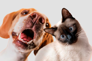 Seguro Plano de Saúde Pet Dalla Martha